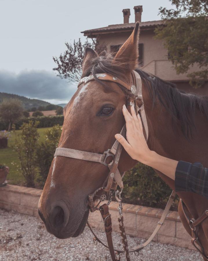 Agriturismo Querceto Mocaiana エクステリア 写真